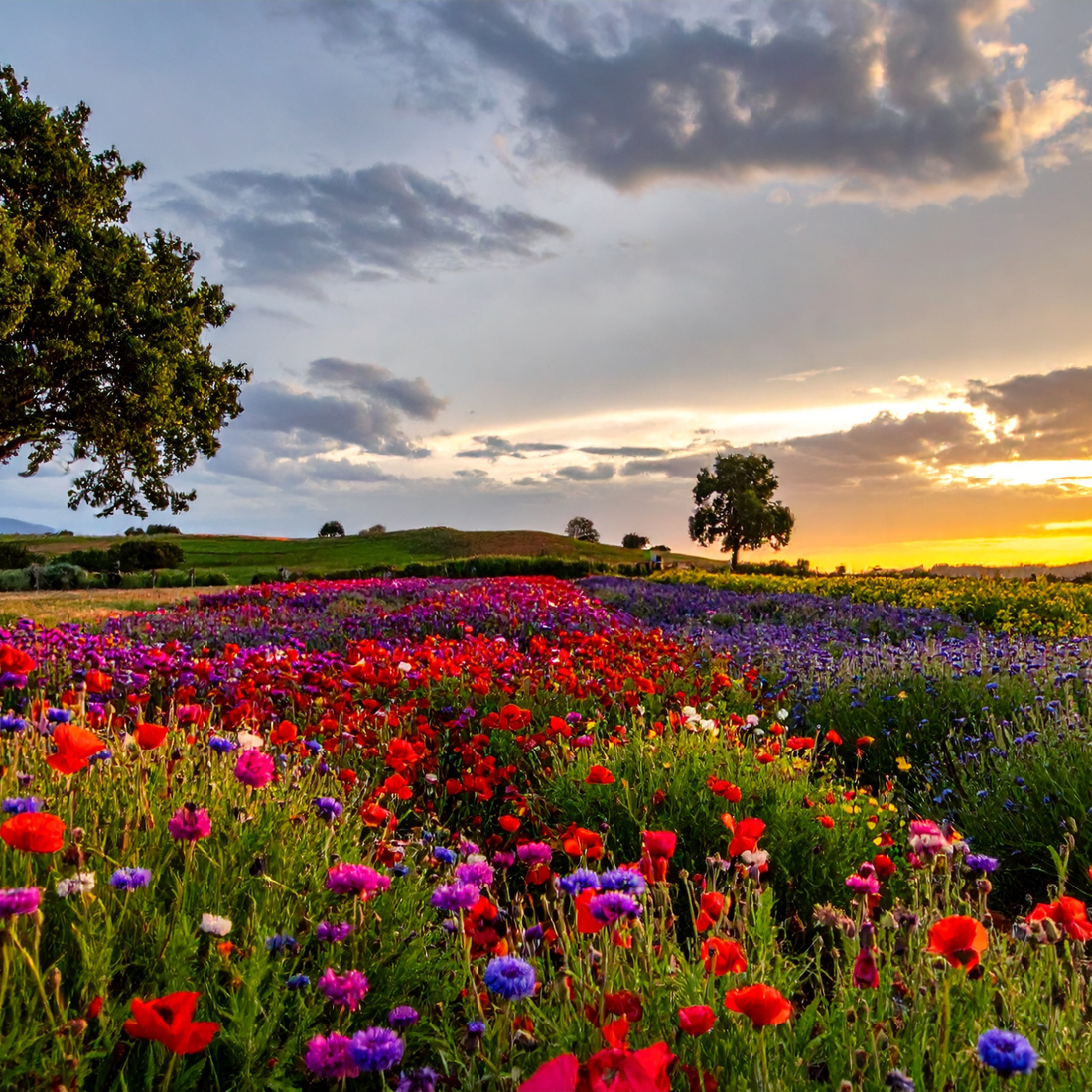 A vibrant field of colorful wildflowers in full bloom at sunset, with rolling hills, scattered trees, and warm golden light filtering through dramatic clouds for a peaceful, scenic landscape.