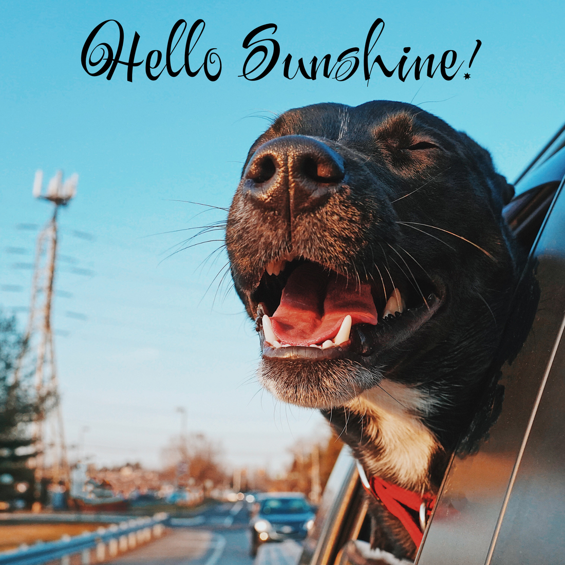 A Little Sunshine for Your Summer